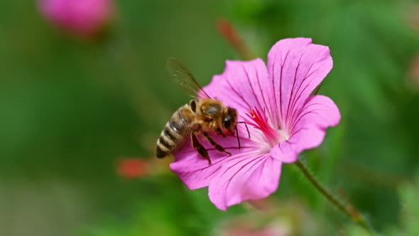 Super Slow Motion Shot of Honey Bee Collecting Nectar From Pink Flower at 1000Fps