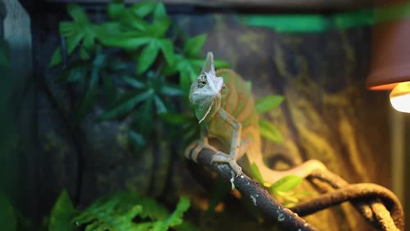 A Gray Green Chameleon Lurked On A Terrarium Branch
