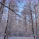 Road In The Winter Forest - VideoHive Item for Sale