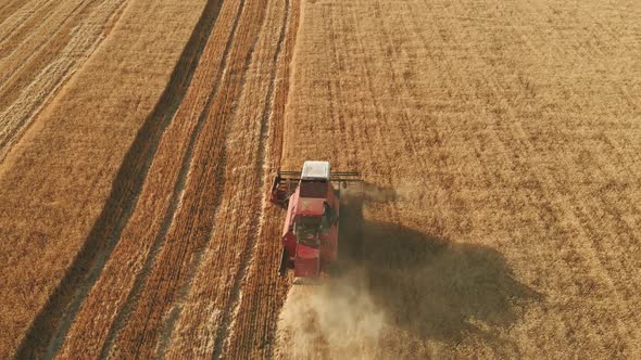 Aerial View Combine Harvester Gathers the Wheat Crop. Wheat Harvesting Shears. Combines in the Field