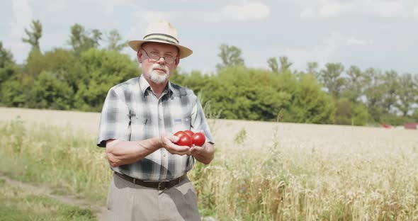 Happy Senior Farmer Shows the Red Tomatoes in Hands at Camera at Wheat Field