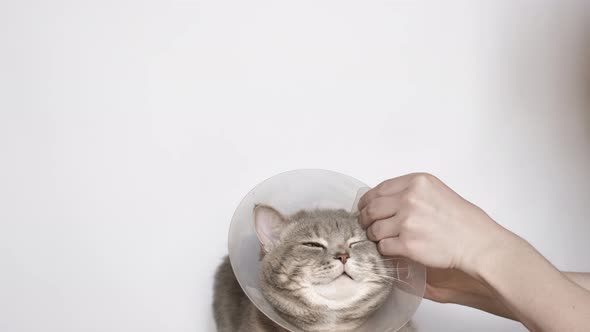 Remove the Veterinary Collar of a Sick Cat After Castration