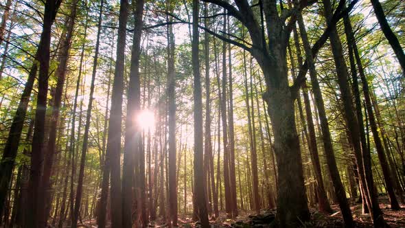 Slow, smooth, low drone video footage moving through a dense, peaceful, magical pine forest with bea