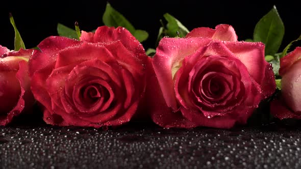 Red Roses on a Black Background