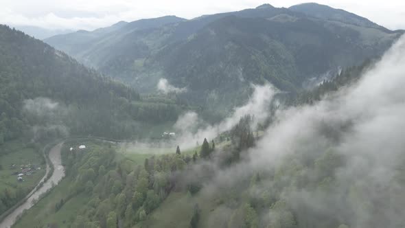 Ukraine, Carpathian Mountains: Beautiful Mountain Forest Landscape. Aerial, Flat, Gray