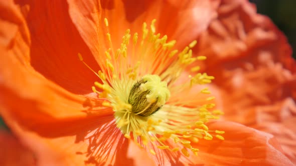 Close-up of red and orange boreal flowering plant Iceland Poppy in the garden 4K 2160p 30fps UltraHD