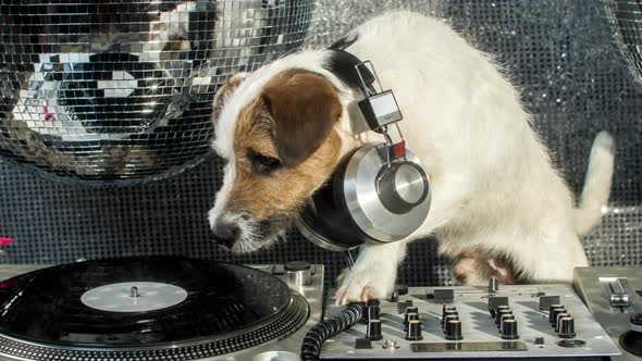 Dog Dj