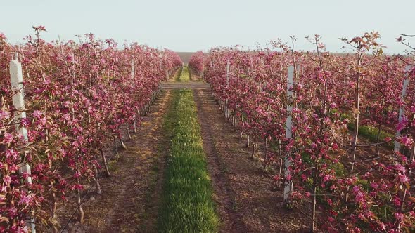 Rows of an Apple Farm Where Apple Trees are Grown