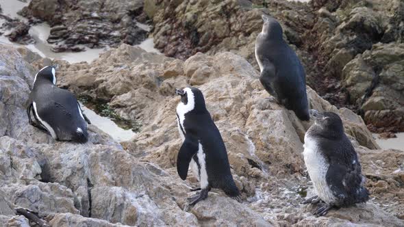 Penguin waddle resting on the rocks of Betty's Bay in South Africa