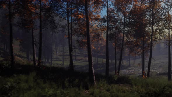 Moon Light Over the Spruce Trees of Magic Mystery Night Forest alt