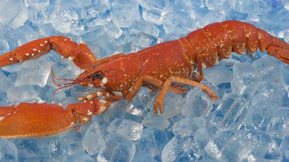 Lobster Chilled On Ice At Buffet