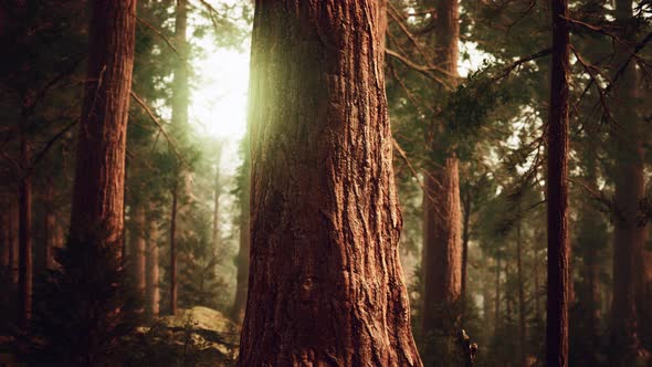 Giant Sequoias in Redwood Forest