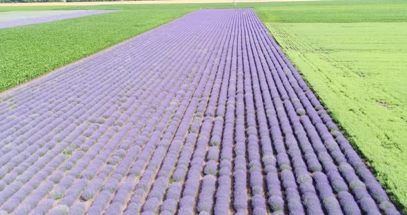 Lavender Field Purple Flowers Beautiful Agriculture