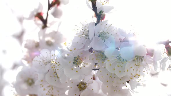 Pink Peach Flower Blossom in Sun Rays