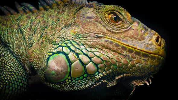 Colorful Lizard Looking Around Closeup