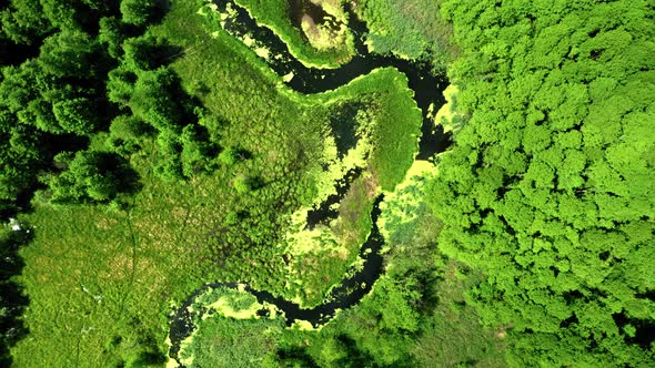 Top view of blooming algae on the river in Poland