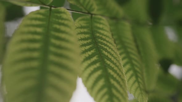 Green Foliage of a Tree Close-up