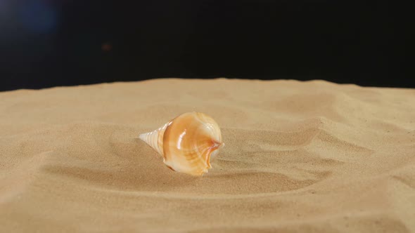 Long Sea Shell with Sand on Black, Rotation