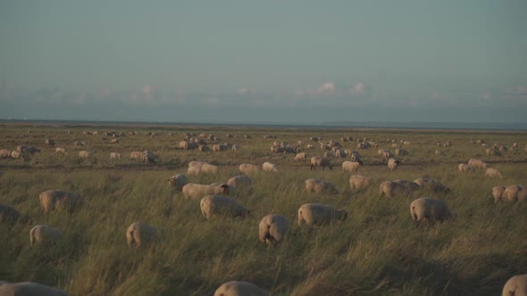 Sheep Pasture in a Field Near the Atlantic Ocean in the Brittany Region of France