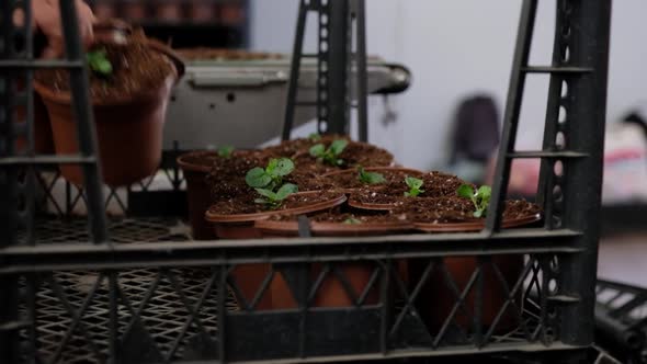 Potting Flowers