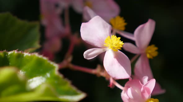 Hidden in the garden Wax begonia pink  flower buds  natural 4K 3840X2160 30fps UltraHD footage - Beg