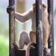 Monkey in Sri Lanka - VideoHive Item for Sale
