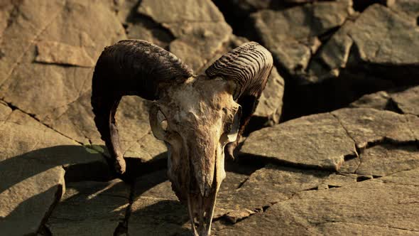 Dry Goat Skull Bone on Stones Under Sun