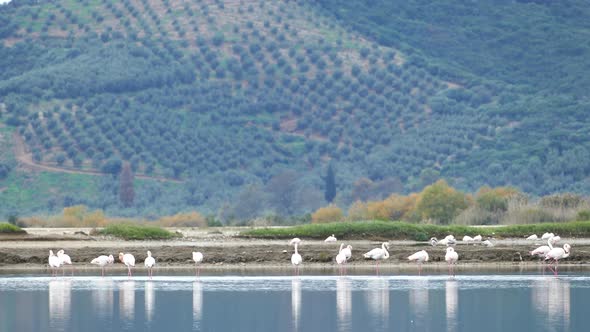 Flamingos walking around in a lake 