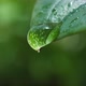 Water drops on leaf - VideoHive Item for Sale