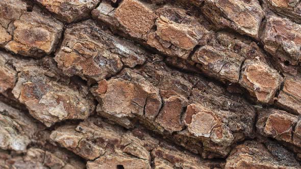 Wood Bark Texture Slow Motion  Spinning Wooden Old Background