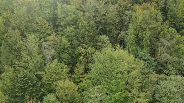 Trees in the Mountains Slow Motion. Aerial View of the Carpathian Mountains in Autumn. Ukraine