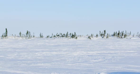 Wide panning shot of a snow covered plain with trees in the background. Tire tracks in the foregroun