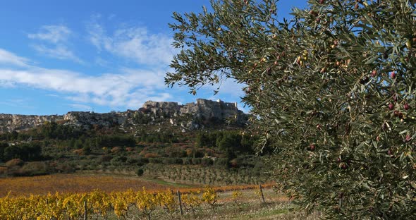 Vineyards and olives groves, Les Baux de Provence, France