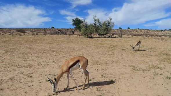 Feeding Springbok Antelopes - Kalahari Desert