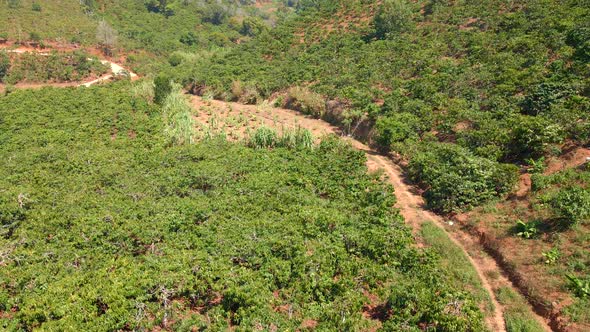 Aerial Shot of Coffee Plantations on Hillsides in Mountains