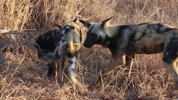 A group od African wild dogs display dominant and submissive behaviors