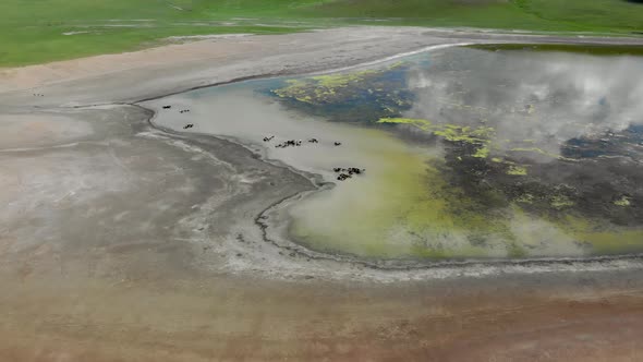 Free Herd of Animals in Natural Lake Water in Treeless Terrestrial Geography