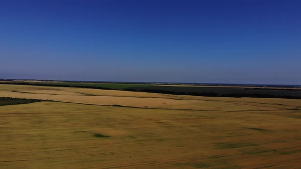 Aerial view of the wheat fields. Wheat fields from a height.