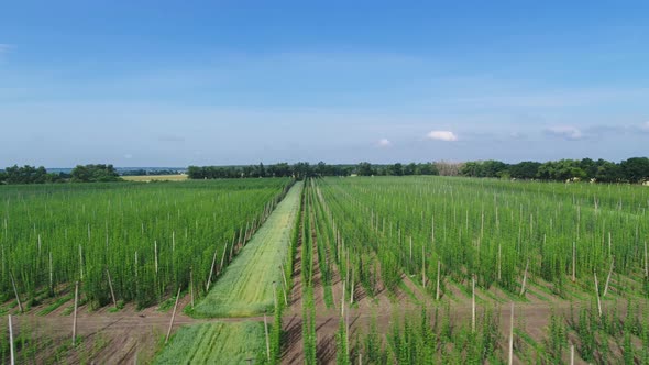 Hops Field at the Summer in Sunny Day Aerial Panorama View