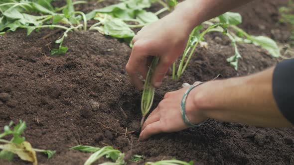 Transplanting turnip into soil organic farming