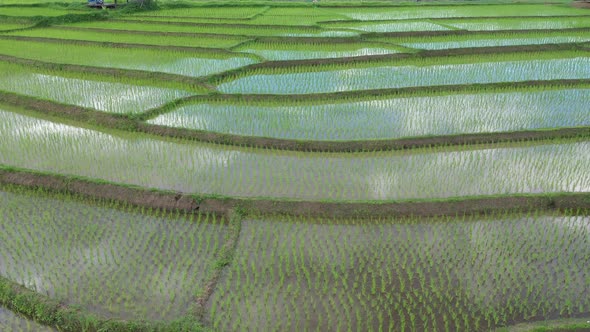 Aerial drone view of agriculture in rice on a beautiful field filled with water