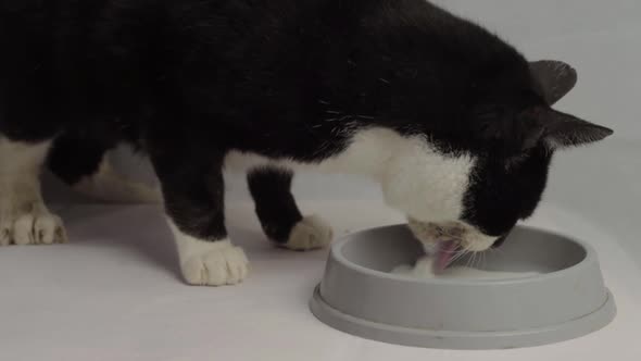 Black and white adult cat lapping saucer of milk wide shot