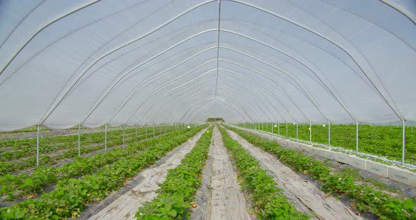 Farm Field with Strawberry Bushes Growing in Rows