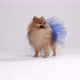 Pomeranian Spitz Fashion model - VideoHive Item for Sale