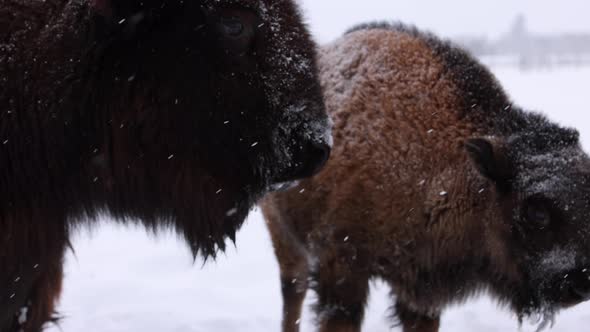 bison cow and calf together in snowstorm slomo