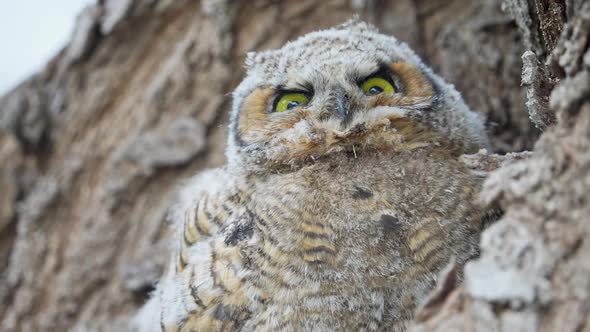 Great Horned Owlet hiding against a tree as it is camouflaged