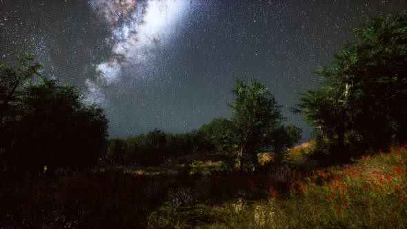 Green Trees Woods In Park Under Night Starry Sky