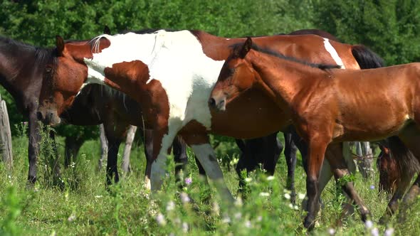 Horse Foal Will Sit in the Meadow Next to Its Mother