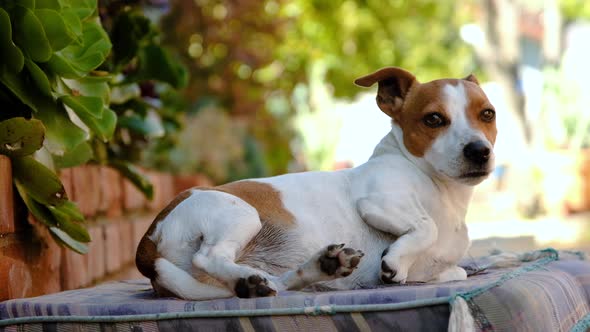 Cute small Jack Russell gets comfortable on cushion, lies down to rest