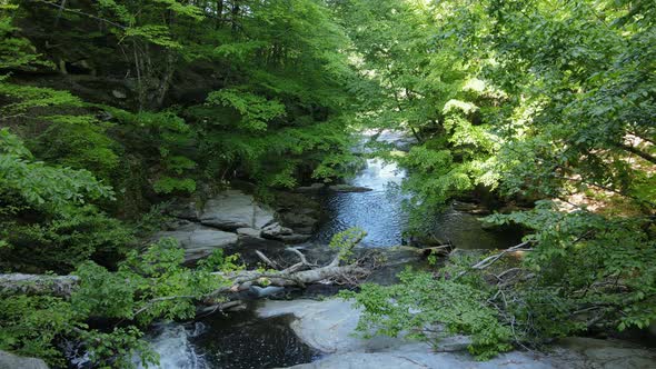 River And Forest1